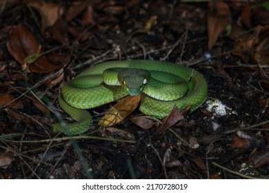 Beautiful Large Eyed Viper Ready To Hunt At Night One-eyed Damaged Blind In One Eye