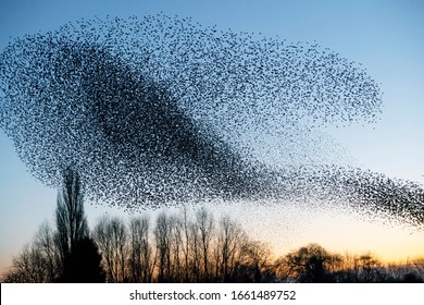 Beautiful large flock of starlings. A flock of starlings birds fly in the Netherlands. During January and February, hundreds of thousands of starlings gathered in huge clouds.
