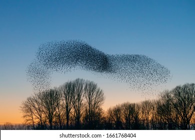 Beautiful large flock of starlings. A flock of starlings birds fly in the Netherlands. During January and February, hundreds of thousands of starlings gathered in huge clouds.