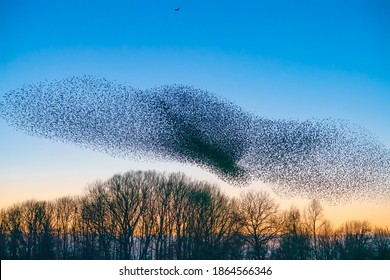 Beautiful large flock of starlings. A flock of starlings birds fly in the Netherlands. During January and February, hundreds of thousands of starlings gathered in huge clouds. Starling murmurations.
					