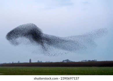 Beautiful large flock of starlings. A flock of starlings birds fly in the Netherlands. Starling murmurations. Gelderland in the Netherlands
                         