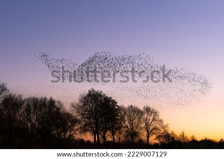 Beautiful large flock of starlings. A flock of starlings birds fly in the Netherlands. Starling murmurations. Gelderland in the Netherlands.                       