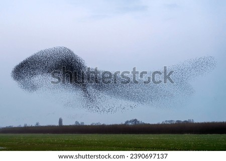 Beautiful large flock of starlings. A flock of starlings birds fly in the Netherlands. Starling murmurations. Gelderland in the Netherlands
                         
