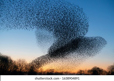 Beautiful large flock of starlings. During January and February, hundreds of thousands of starlings gathered in huge clouds. Hunting the starlings.