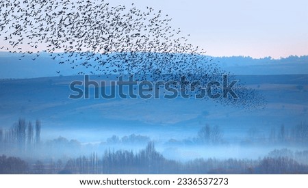 Beautiful large flock of starlings - The natural phenomenon 