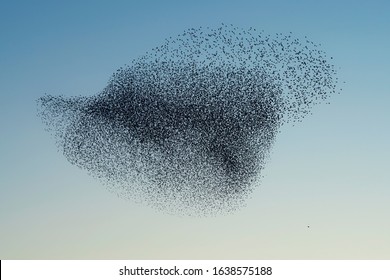 Beautiful large flock of starlings (Sturnus vulgaris), Geldermalsen in the Netherlands. During January and February, hundreds of thousands of starlings gathered in huge clouds.  Starling murmurations.