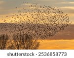 Beautiful large flock of starlings at sunset. A flock of starlings birds fly in the Netherlands. Starling murmurations. Gelderland in the Netherlands.                                                  