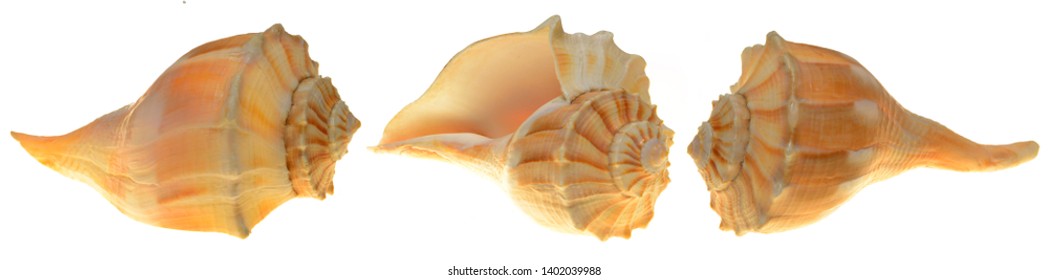 Beautiful Large Seashell Different Angles Against Stock Photo ...
