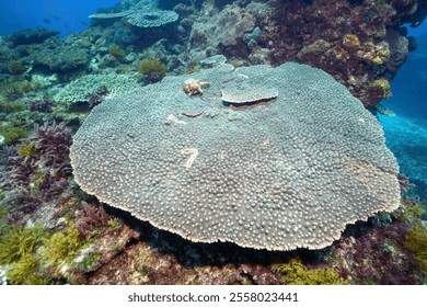 A beautiful, large Spider conch, Lambis lambis on a large Table coral, Acropora Solitaryensis.

Shikinejima island, Izu Islands, Tokyo - 2020
