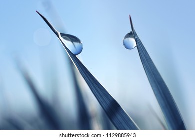 Beautiful large transparent drops of water dew on grass close up.Natural background.