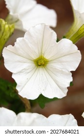 beautiful large white flowers of the Petunia (Trailing) Fanfare White in summer bloom, Wiltshire UK 