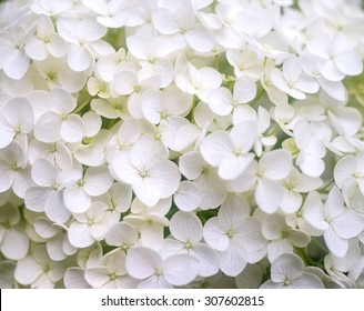 37,295 Hortensia white Images, Stock Photos & Vectors | Shutterstock