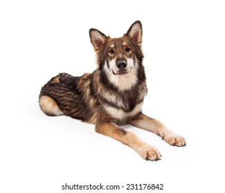 A Beautiful Large Wolf And German Shepherd Mixed Breed Dog 