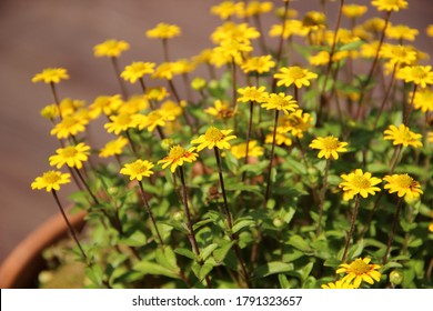 Beautiful Lasthenia californica flowering against sunshine, is a species of flowering plant in the daisy family known by the common name California goldfields. It is native to California, Oregon USA