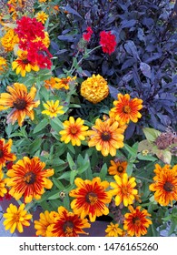 Beautiful Late Summer Flowers In The City Park.