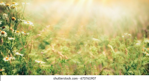 Beautiful  Late Summer Outdoor Nature Background With Wild Herbs And Flowers On Meadow  With Sunbeams, Banner