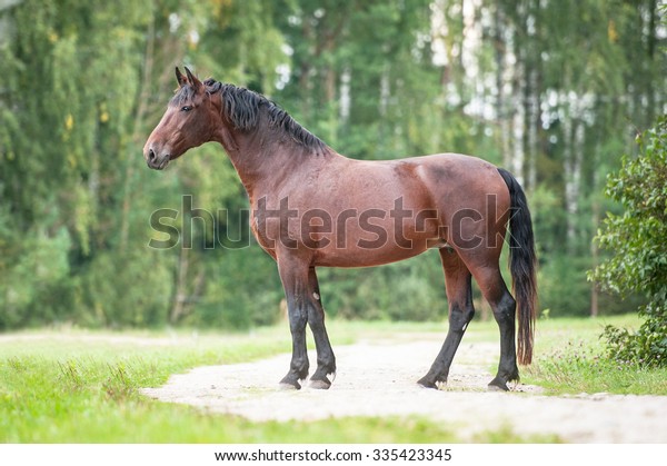 Beautiful Latvian Horse Summer Stock Photo (Edit Now) 335423345