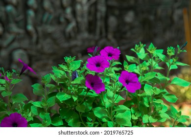 Beautiful Laura Bush Flowers In A Dark Background