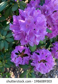 A Beautiful “Great Laurel Rhododendron Maximum