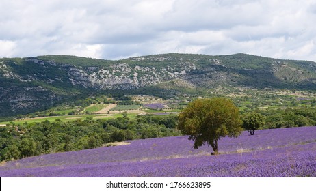 Beautiful Lavander Field In Ardèche