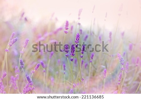 Similar – Image, Stock Photo wild lavenders in the field, a sunny day