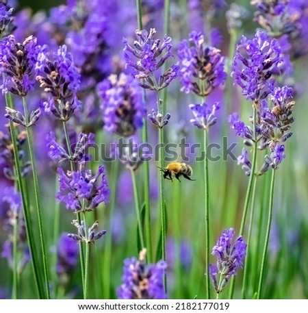 Lavender field in bloom