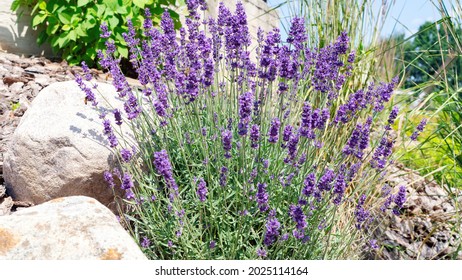 Beautiful Lavender Bush Close-up Against The Background Of A Large Stone And Pine Bark Chips. Purple Lavender Flowers Exude A Pleasant Scent In A Provencal-style Garden. Essential Oil From Lavender.