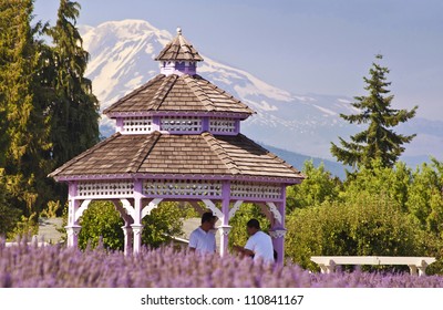 A Beautiful Lavender Farm In Hood River