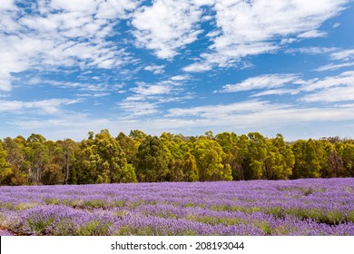 Beautiful Lavender Farm In Tasmania Australia