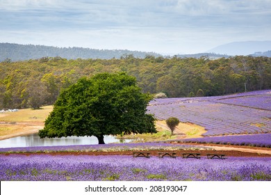 Beautiful Lavender Farm In Tasmania Australia