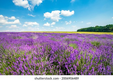 Beautiful Lavender Field Against Blue Cloudy Sky