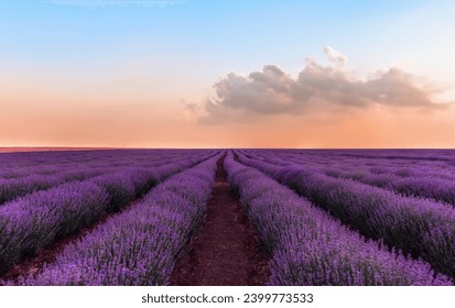 Beautiful lavender field with a nice sunset in the background. - Powered by Shutterstock