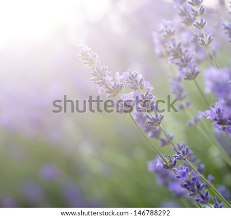 Similar – #A# Lavender Sun