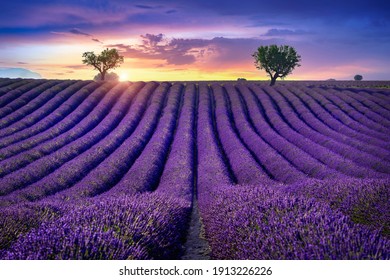 Beautiful Lavender Field At Sunset.