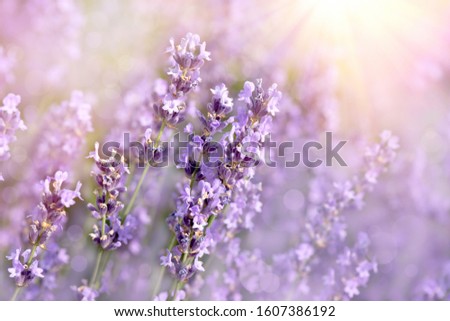 Similar – #A# Lavender Sun