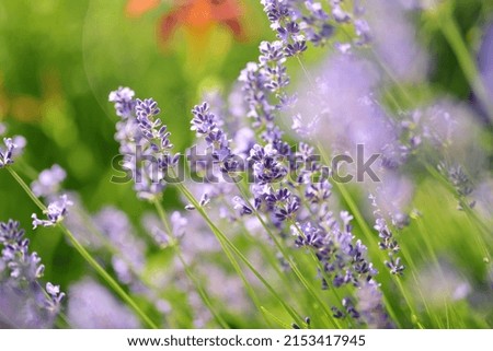 Similar – Lavender field in bloom