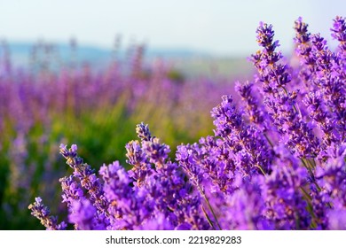 Beautiful Lavender Flowers Close Up On A Field