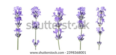 Beautiful lavender flowers isolated on white, set