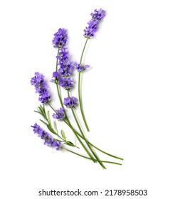 Beautiful Lavender flowers on a white background. - Powered by Shutterstock