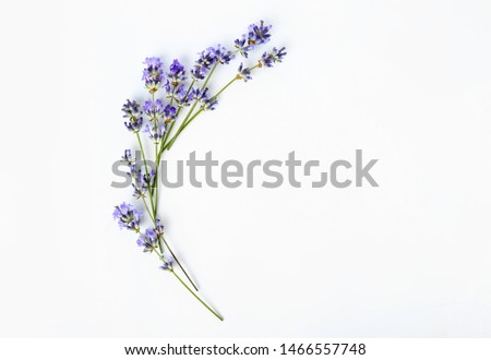 Beautiful lavender flowers on white background Сток-фото © 