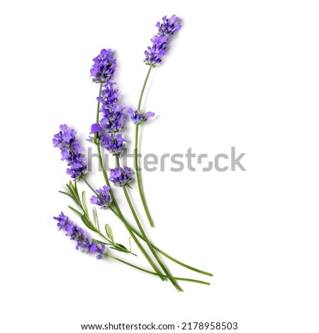 Beautiful Lavender flowers on a white background.
