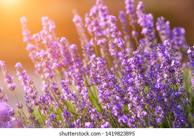Beautiful lavender flowers and the sun's rays on a lavender field during sunset. Natural Dawn Composition - Shutterstock ID 1419823895