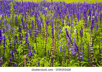 A Beautiful Lavender Garden. High Contrast Photo.