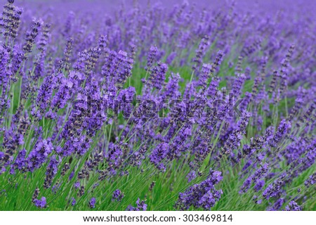 Similar – #A# Purple Wind