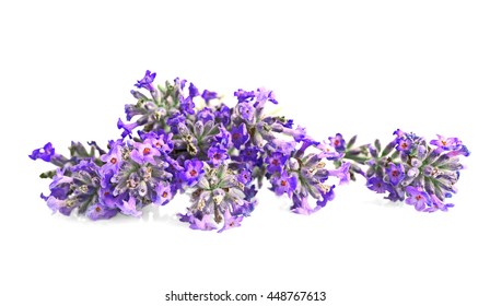 Similar Images, Stock Photos & Vectors of Watercolor lavender with