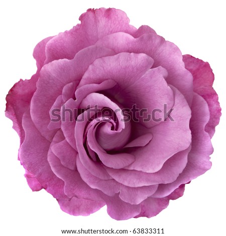 Beautiful lavender-hued rose, isolated on white.