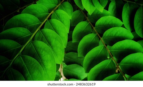 beautiful layout made of green leaves.. fresh natural leave pattern. beautiful tropical background made with young green fern leaves. dark and moody feel. selective focus. negative concept for design. - Powered by Shutterstock