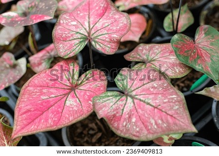 Beautiful leaf, Fantasy variegated leaf in green, red, pink and white color.