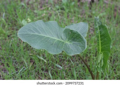 a beautiful leaf in the forest
