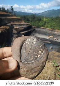 
A Beautiful Leaf Fossil In The Rock